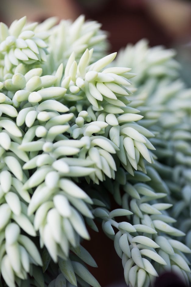burro's tail